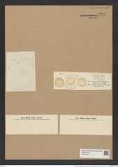 Eupodiscus radiatus Bail. (de-Toni-Nr.: Genus 177, Species 4472) Zeichnungen Sammlung Grunow Nr. 8037 (NHMW-BOT-W0377346)